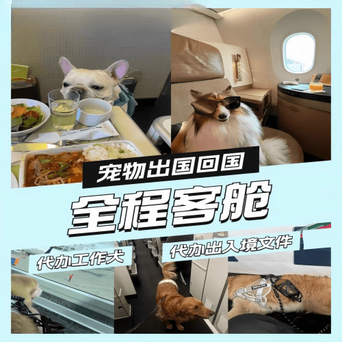 基隆市宠物托运到白俄罗斯宠物入境规定和要求
